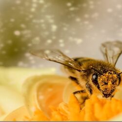 Fascynujący Świat Pszczół
