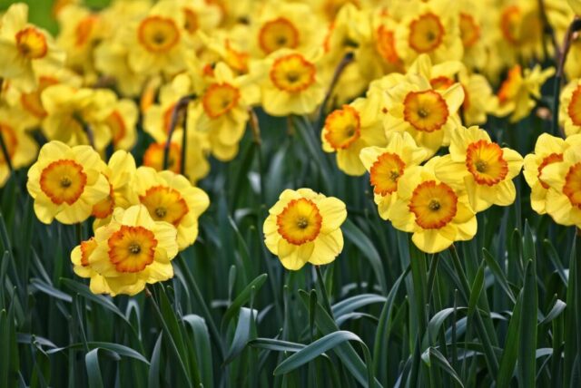 mabelamber-daffodils-3349706_1920 (Copy)